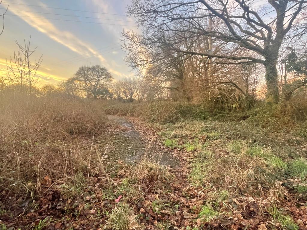 Lot: 55 - FREEHOLD LAND AND ROAD - Overgrown land with roadway